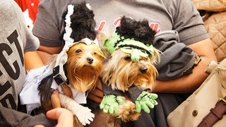 Illustration for article titled The Best Costumes From The Tompkins Square Dog Parade